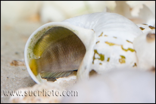 Altolamprologus sp. 'compressiceps shell' Sumbu